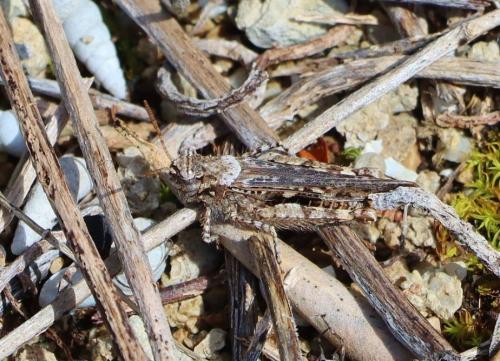 Réf. 339 585 : Acrotylus sp.